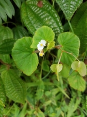 Begonia hirtella