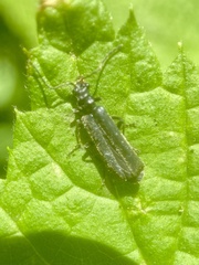 Cantharinae