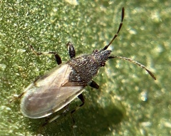 Oxycarenus hyalinipennis