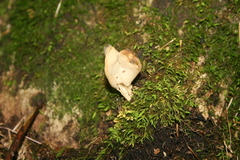 Helvella crispa