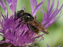 Cheilosia canicularis