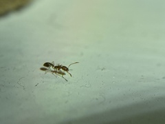 Monomorium pharaonis