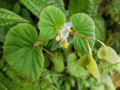 Begonia hirtella