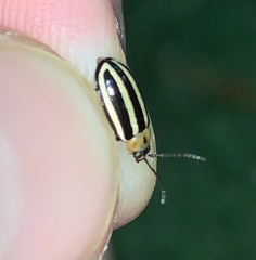 Disonycha glabrata