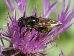 Cheilosia canicularis