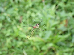 Leucauge argyra