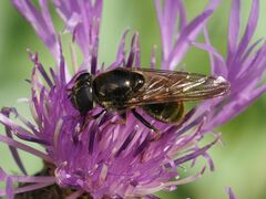 Cheilosia canicularis
