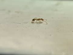 Monomorium pharaonis