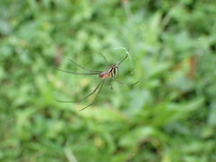 Leucauge argyra