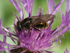Cheilosia canicularis