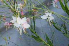 Oenothera lindheimeri