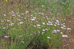 Erigeron filifolius