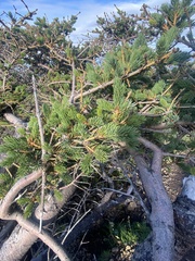 Picea