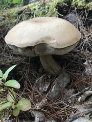 Tylopilus felleus