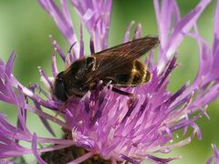 Cheilosia canicularis