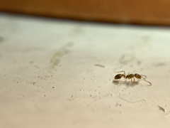 Monomorium pharaonis