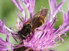 Cheilosia canicularis