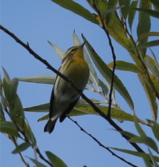 Setophaga fusca