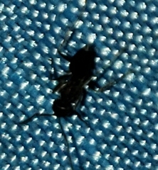 Nylanderia