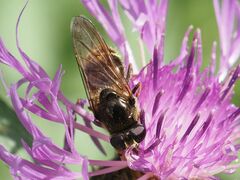 Cheilosia canicularis