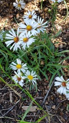 Townsendia grandiflora
