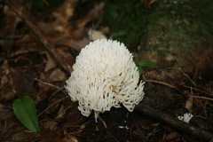 Ramariopsis kunzei
