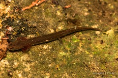 Eurycea troglodytes