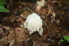 Ramariopsis kunzei