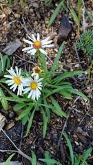 Townsendia grandiflora