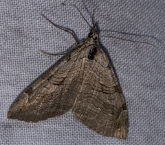 Aplocera plagiata