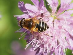 Eristalis jugorum