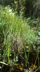 Carex cusickii