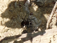 Cicindela sylvicola