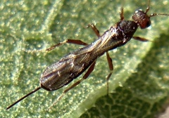 Doryctinae