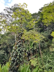 Philodendron erubescens