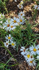 Townsendia grandiflora