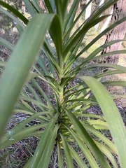 Cordyline stricta