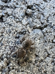 Habronattus coecatus