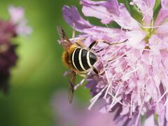 Eristalis jugorum