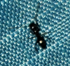Nylanderia