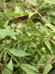 Hypericum mutilum