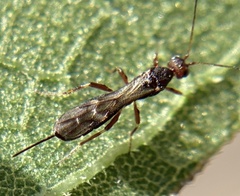 Doryctinae