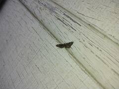 Eupithecia rotundopuncta