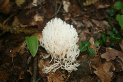 Ramariopsis kunzei