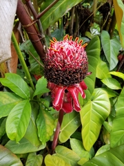 Etlingera elatior