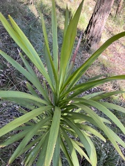 Cordyline stricta