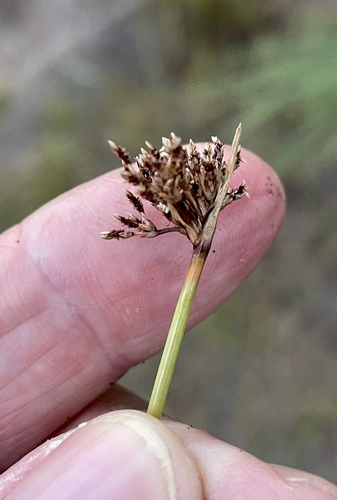 Fimbristylis cymosa observed 2022-08-07