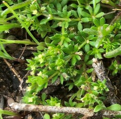 Galium murale