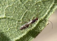 Doryctinae
