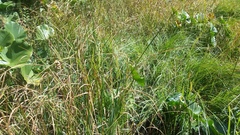 Carex aquatilis